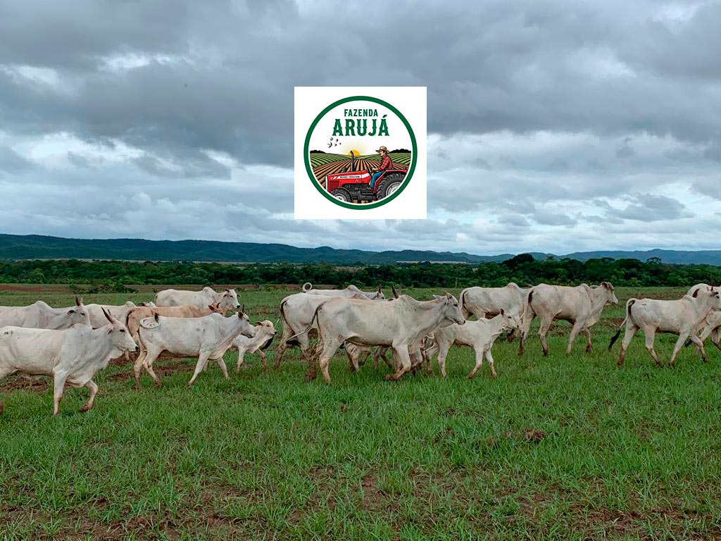 aruja